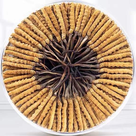 塔城冬虫夏草回收